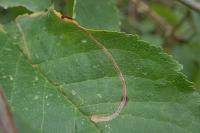 Lyonetia clerkella