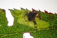 Ectoedemia spinosella