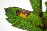Stigmella regiella
