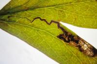 Stigmella hybnerella