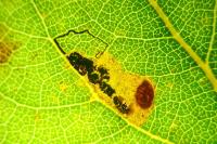 Stigmella trimaculella