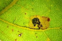 Stigmella trimaculella