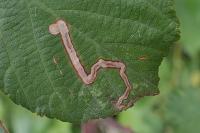 Stigmella aurella