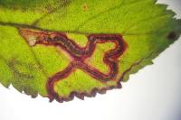 Stigmella aurella