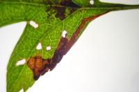 Stigmella perpygmaeella