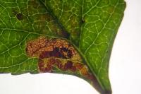 Stigmella perpygmaeella