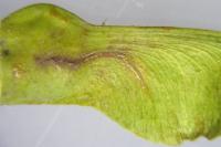 Etainia louisella