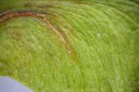Etainia louisella