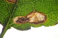 Ectoedemia spinosella