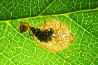 Ectoedemia spinosella