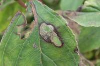 Antispila petryi