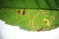 Lyonetia clerkella