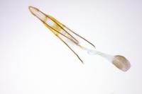 Phycitodes inquinatella