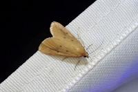 Achyra nudalis