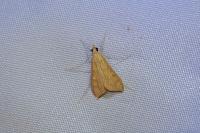 Antigastra catalaunalis