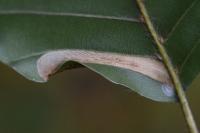 Phyllonorycter maestingella