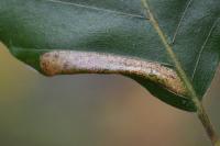 Phyllonorycter maestingella