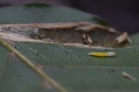 Phyllonorycter maestingella