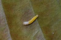 Phyllonorycter maestingella