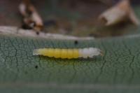 Phyllonorycter maestingella