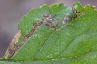 Stigmella oxyacanthella