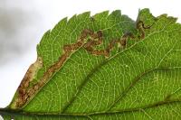 Stigmella oxyacanthella