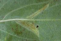 Phyllonorycter blancardella