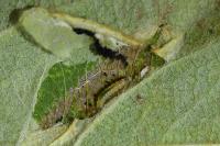 Phyllonorycter blancardella
