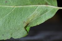 Phyllonorycter blancardella