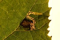 Stigmella tiliae