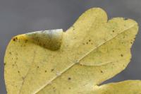 Phyllonorycter acerifoliella