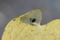Phyllonorycter acerifoliella