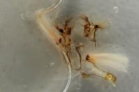 Nycteola columbana