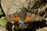 Macroglossum stellatarum