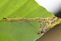 Stigmella hemargyrella