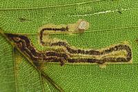 Stigmella hemargyrella