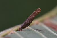 Coleophora milvipennis