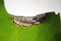 Phyllonorycter acerifoliella