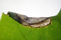 Phyllonorycter acerifoliella