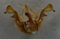 Oligia latruncula