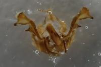 Oligia latruncula