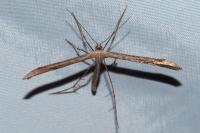 Emmelina argoteles/monodactyla