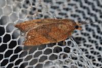 Acleris rhombana