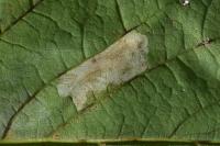 Phyllonorycter geniculella