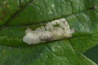 Phyllonorycter geniculella