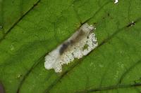 Phyllonorycter geniculella