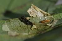Phyllonorycter geniculella