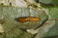 Phyllonorycter geniculella