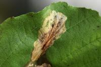 Phyllonorycter stettinensis