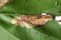 Phyllonorycter stettinensis